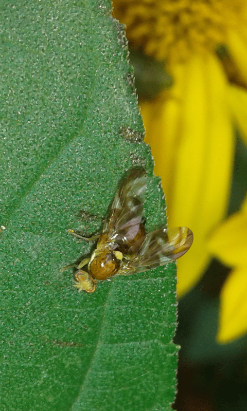 Tephritidae : Euleia heraclei? S